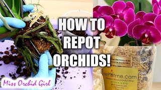 Orchid Care for Beginners  How to repot Phalaenopsis Orchids [upl. by Phil]