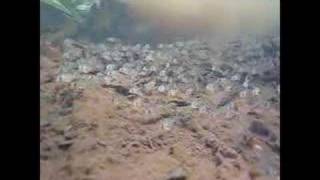 Corydoras in the Amazon [upl. by Alves]