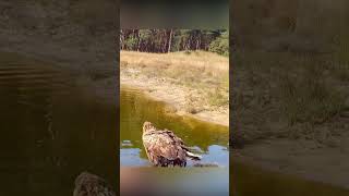 Zeearend en steenarend verschijnen voor wildcamera van de boswachter natuur wildlife wildanimals [upl. by Morril]