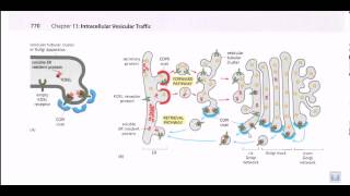 Protein secretion pathway ER to Golgi [upl. by Meave]