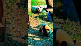 Cute pandababyanimals adorablepanda beautifulpanda [upl. by Arnon]