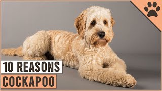 Top 10 Reasons Why You Should Get A Cockapoo  Dog World [upl. by Eilesor]