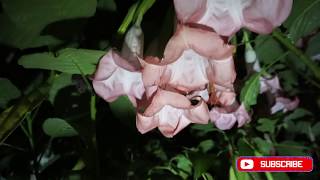 Brugmansia Night Time Flower Tour [upl. by Adniralc919]