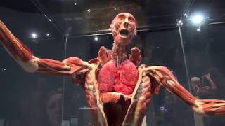 Present  Body Worlds Decoded at the Tech Museum of Innovation [upl. by Hashum297]