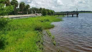 Alligators in Kissimmee Lakefront Park Kissimmee Florida [upl. by Higinbotham]