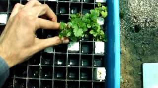 Exvitro rooting and acclimation in floating cell trays floatation method [upl. by Fabozzi761]