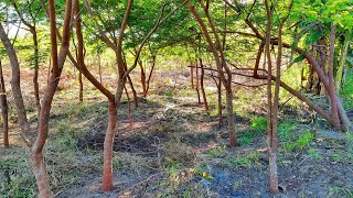 Brazilian Rosewood Dalbergia Nigra Plantation in the Amazon [upl. by Weywadt229]