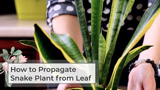 How to Propagate Snake Plant from Leaf [upl. by Katee616]