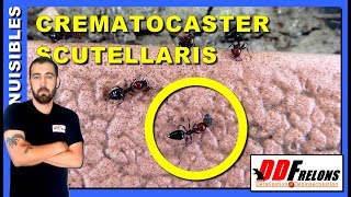 Fourmis charpentières sattaque à lisolant de la maison [upl. by Isahella]