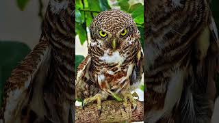 Burrowing Owls Intense Gaze  Fascinating GroundDwelling Raptor Facts [upl. by Oremoh]