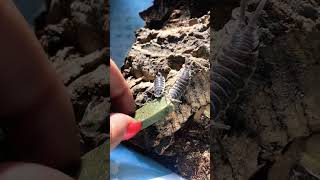 Coolest isopods to feed P hoffmannseggi isopods bug [upl. by Osnofla]