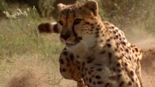 Cheetah vs Gazelle  Deadliest Showdowns  BBC Earth [upl. by Drarreg]