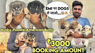 Cheapest Dogs Market In Delhi NCR  German Shepherd Husky Pitbull  Dog in 699  Ak Pet Shop [upl. by Yllas]