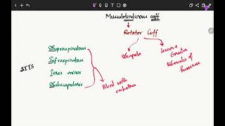 MUSCULOTENDINOUS CUFFROTATOR CUFFANATOMYUPPER LIMB [upl. by Schalles937]