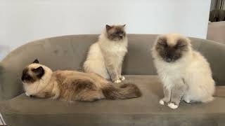 Two Birmans and a Ragdoll next to each other [upl. by Phillipp]