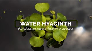 Water Hyacinth [upl. by Ellenehc38]