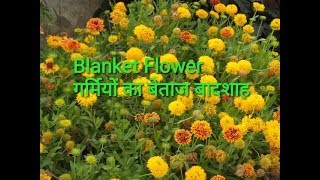 नवरंग के फूल about Blanket flower [upl. by Yhtimit188]