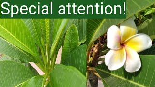 Plumeria plant care in monsoon  How to save frangipani plants from root rot [upl. by Steiner456]