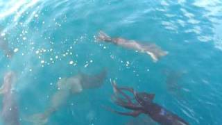 RARE HUMBOLDT SQUID FOOTAGE [upl. by Eeima]