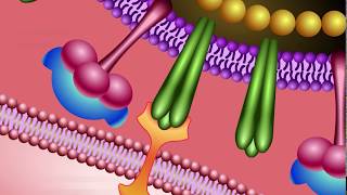 Neuraminidase Inhibitors Mechanism of Action [upl. by Assyram]