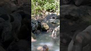 Ella Se Pasa Sobre Las Rocas Él sobre el agua chalate chalatenango perros mascotas naturaleza [upl. by Zinn919]