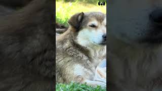 Sounds That Make Your Dog Bark dogs dogsounds [upl. by Colene]