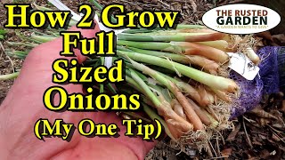 How to Plant Onion Bunches Correctly for Full Sized Onions Fertilizing Watering Spacing amp Depth [upl. by Issy]