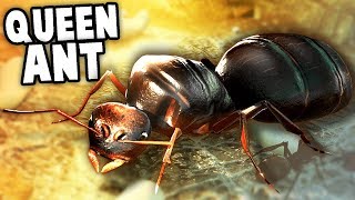 MASSIVE ANT BATTLES Empires of the Undergrowth is FINALLY HERE Empires of the Undergrowth Ep 1 [upl. by Islean]