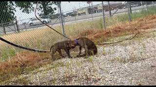 Brindle Cane CorsoPitBull mix [upl. by Charmane336]