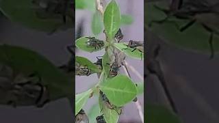 Flies in Leaves shorts short ytshorts viral trending flies [upl. by Nylecaj]