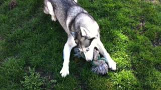 Husky en folie  Un chien fou Najka samuse comme une folle [upl. by Anehsak]