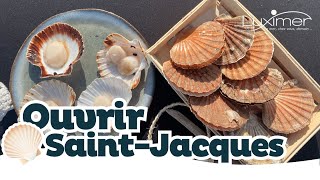 COMMENT OUVRIR UNE COQUILLE SAINTJACQUES   Tuto facile by Luximer [upl. by Eglanteen]