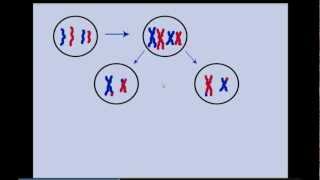 Biología hecha Fácil Meiosis en imágenes [upl. by Alegnaed143]