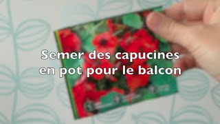 ✿ Semer des capucines en pot pour le balcon [upl. by Eiramanad]