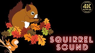 squirrel sound  squirrel sounds  squirrel sound effect  squirrel sound attract [upl. by Dranal]