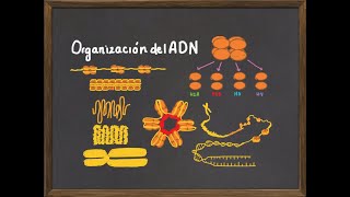 Niveles de Organización del ADN y Cromosoma Histonas nucleosoma y condensación de la cromatina [upl. by Yanad]