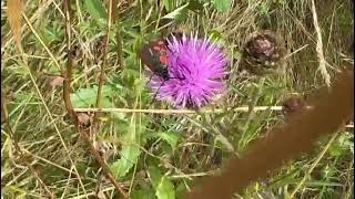 entomology lepidoptera cinnamonmoth [upl. by Cyrill]