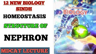 STRUCTURE OF NEPHRON  BLOOD SUPPLY OF NEPHRON AND KIDNEY  CLASS 12 NEW BIOLOGY BOOK SINDH [upl. by Ahsik160]