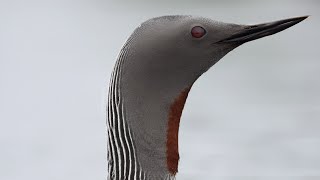 Iceland birding July 2016  birding the north © Biotope [upl. by Suiravad937]