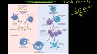 104P  Introduction to primary and secondary Immune deficiency diseases [upl. by Ueihttam]