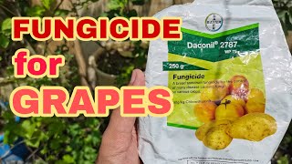 FUNGICIDE FOR GRAPES  Growing grapes in the Philippines [upl. by Mieka]