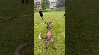 Malinois charbonner 4 ans vs Malinois 9 mois 🔥💯 malinois [upl. by Siocnarf]