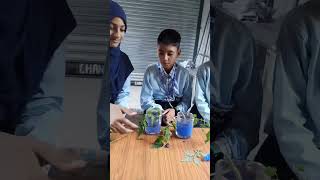 Learn the role of stem in conduction of water Sixth standard science experiment [upl. by Abbie]