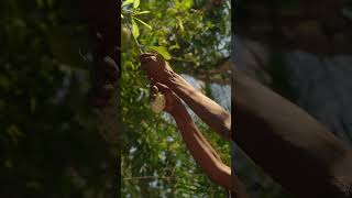 Calabash tree caribbeanisland rastafari fruit jamaicanculture jamaica rasta jamaicajamaica [upl. by Celestine]