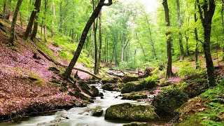 Un havre de paix chez vous  Belle forêt ruisseau et sons naturels chants doiseaux F Amathy [upl. by Noillimaxam]