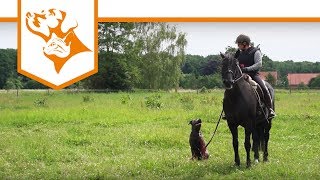 Einfach Hund Folge 3 Mit Hund und Pferd gemeinsam unterwegs  VetConcept [upl. by Newmann581]