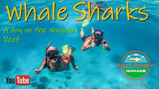 Whale Sharks tour on the Ningaloo Reef Exmouth Western Australia [upl. by Yettie]