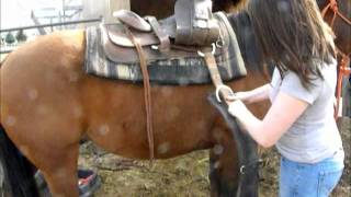 How to western saddle your horse [upl. by Rosaline762]