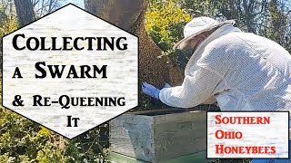 🔶 Collecting a Swarm and ReQueening it [upl. by Bond48]