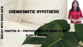 CHEMIOSMOTIC HYPOTHESIS  MECHANISM OF ATP FORMATION  BIOLOGY NOTES  PHOTOSYNTHESIS  CLASS 11 [upl. by Chev]